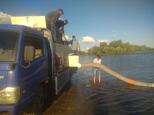 При участии Росприроднадзора в Волгоградское водохранилище выпустили более 33,6 тысяч мальков сома