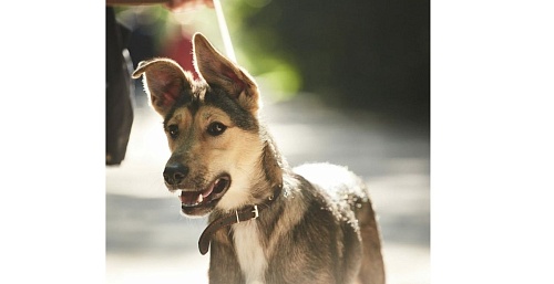 Мы в ответе за тех, кого приручили!