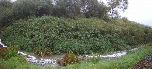 Росприроднадзор по СЗФО проверяет реку Граевка  