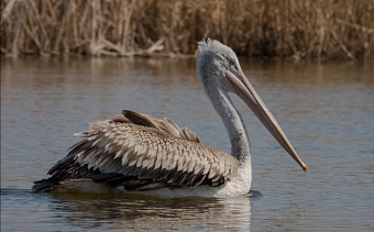 В Астраханской области под контролем инспекторов Росприроднадзора выпустили в природу краснокнижного Кудрявого пеликана