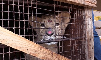 В Волгоградской области инспекторы Росприроднадзора приняли меры по конфискации экзотических животных, обнаруженных при перевозке