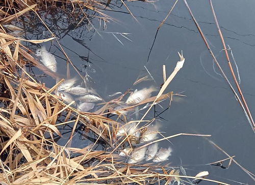 Росприроднадзор проводит расследование на месте замора рыбы в Белгородской области