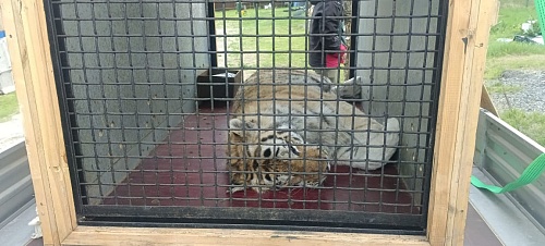 Под контролем сотрудников Росприроднадзора амурский тигр передан на содержание в хоспис «Дом тигра»