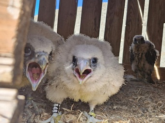 Под контролем инспекторов Южно-Сибирского управления Росприроднадзора в Республике Алтай выпущены в природу птенцы сокола-балобана