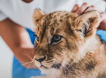 Поздравление Светланы Радионовой с Днём ветеринарного работника
