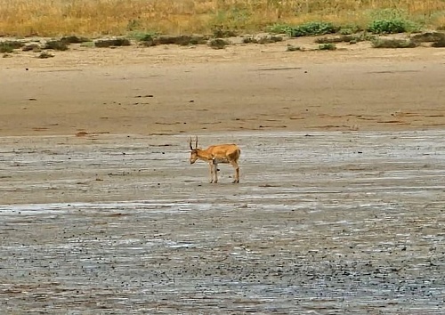 На КС-20 принят разработанный Росприроднадзором международный документ по защите сайгаков от браконьеров