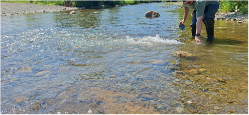 Росприроднадзор принял участие в проведении выпуска молоди Сахалинского тайменя