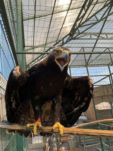 Росприроднадзор выдал разрешение на содержание краснокнижного орла-могильника в зоопарке «Парк Родник»