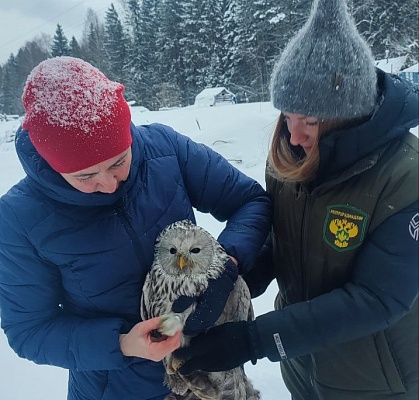 Сотрудники Западно-Уральского  управления Росприроднадзора приняли участие в выпуске длиннохвостых неясытей