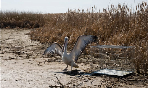 В Астраханской области под контролем инспекторов Росприроднадзора выпустили в природу краснокнижного Кудрявого пеликана