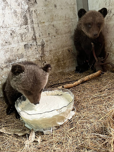 Сотрудники Южно-Сибирского управления Росприроднадзора организовали реабилитацию двух медвежат