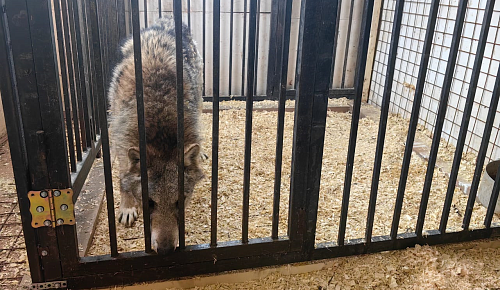 В Подмосковье инспекторы Росприроднадзора ознакомились с условиями лучения и содержания волка