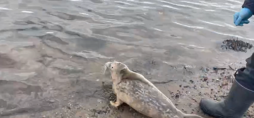 Нерпа возвращена в естественную среду обитания