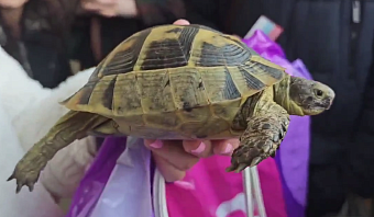 Инспекторы Росприроднадзора совместно сотрудниками полиции приняли участие в изъятии краснокнижной средиземноморской черепахи