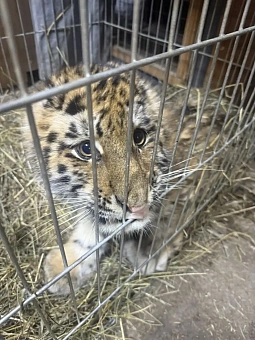 В Хабаровском крае найденного тигренка отправили в Центр реабилитации диких животных