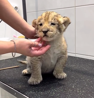 Росприроднадзор обратился в полицию после появления в сети видео со львенком в груминг-салоне