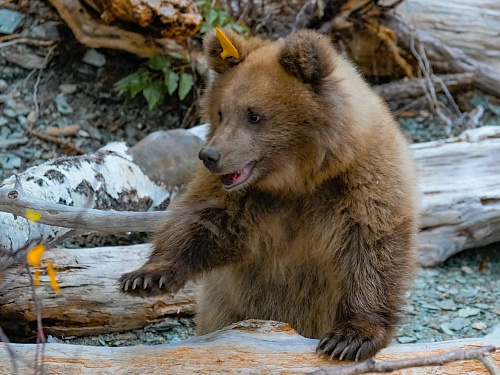 Спасенные на Алтае медвежата-сироты возвращены в природу  при участии  сотрудников Южно-Сибирского межрегионального управления Росприроднадзора 