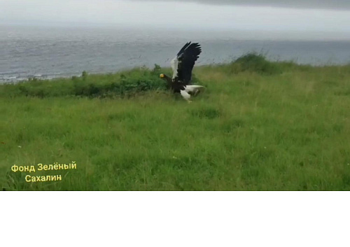 В Сахалинской области выпущен в природу белоплечий орлан