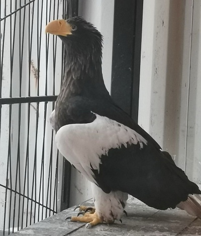 Белоплечий орлан спасен в Нижнем Новгороде