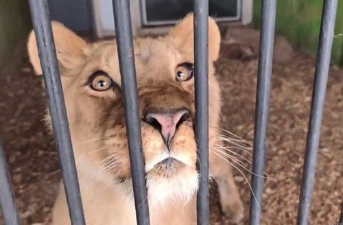 Росприроднадзор передал конфискованную у частного владельца львицу Сабру в Самарский зоопарк