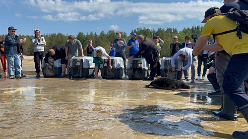 СЗМУ Росприроднадзора приняло участие в возвращении в природу пятерых серых тюленей