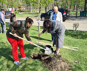 В поддержку акции «Сад памяти» сотрудники Южного управления Росприроднадзора высадили клены в Краснодаре