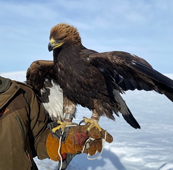 Спасенного беркута выпустили в природу в Алтайском крае