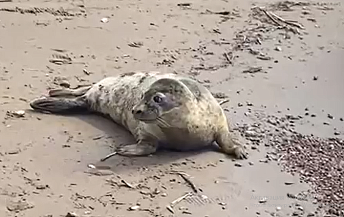 Росприроднадзор по СЗФО просит не беспокоить тюленей