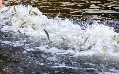 Сотрудники Балтийско-Арктического межрегионального управления Росприроднадзора приняли участие в выпуске молоди краснокнижного озерного лосося в реку Шуя в районе Бесовецкого порога.