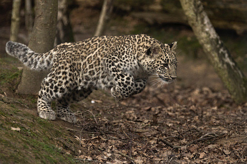 Редких переднеазиатских леопардов выпустили в горах Северной Осетии