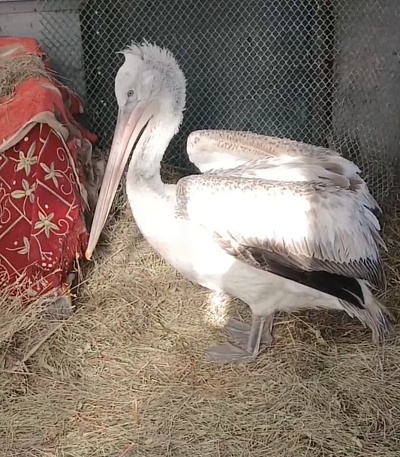 Кудрявый пеликан из Республики Калмыкия проходит обследование в АНО «Центр реабилитации диких животных «Птичий остров»