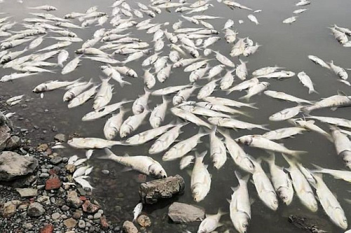 В Кузбассе Росприроднадзор устанавливает причины массовой гибели рыбы в реке Сосновка