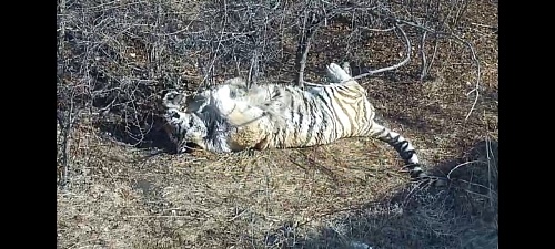 Под контролем инспекторов Росприроднадзора амурский тигр передан на содержание в хоспис «Дом тигра»
