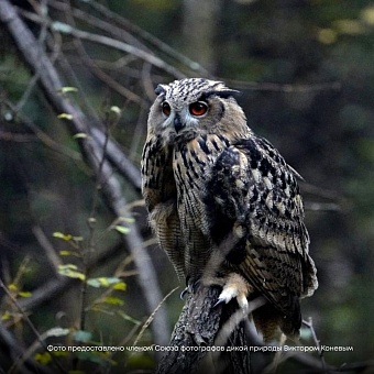 Три птенца филина выпущены на территории природного парка «Бажовские места» под контролем специалистов Росприроднадзора