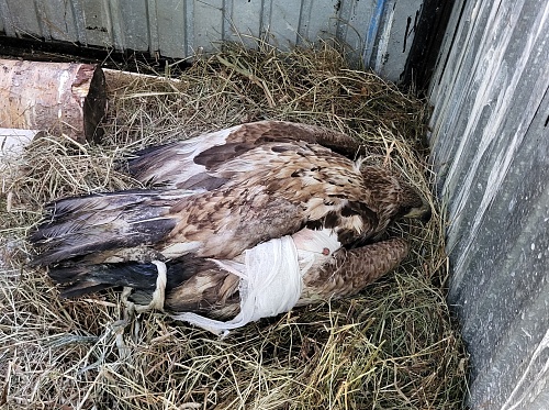 В Сахалинской области при участии сотрудников Росприроднадзора спасен орлан-белохвост