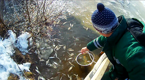 Нижегородский Росприроднадзор выявил превышения ПДК загрязняющих веществ в озере Светлояр, на котором произошел замор рыбы