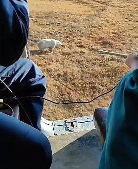 В ЯНАО спасен белый медведь
