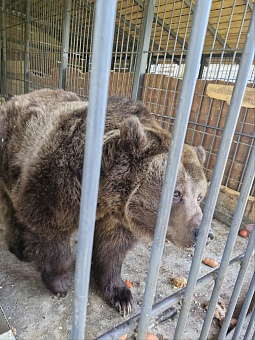 В Кемеровской области сотрудники Росприроднадзора посетили конфискованных и вынужденно изъятых животных в приюте «Зооголд – Золотые Зверюшки»