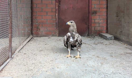 Росприроднадзор произвел передачу конфискованного у фотографа краснокнижного степного орла