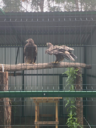 Под контролем сотрудников Росприроднадзора редкие птицы переданы на содержание в Барнаульский зоопарк