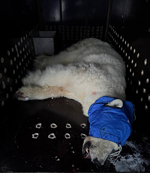 Белая медведица, вышедшая к людям в Таймырском Долгано-Ненецком районе, поймана