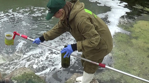 В реке Шелонь Псковской области рыба могла погибнуть от недостатка кислорода