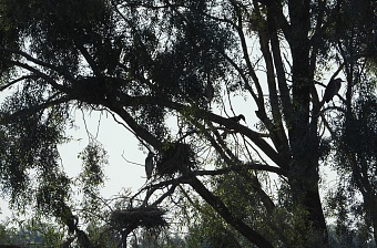 На Пензенском водохранилище обнаружено семейство краснокнижного Большого баклана