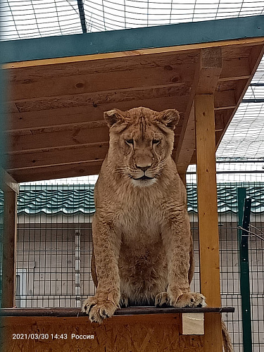 О нахождении дикого животного – льва на крыше дома частного домовладения