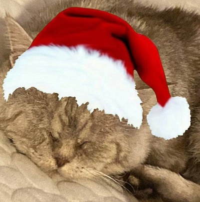 Сотрудники Волжско-Камского управления Росприроднадзора приняли участие в новогодних благотворительных акциях