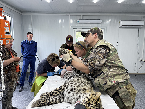 Дальневосточный леопард выпущен в естественную среду обитания