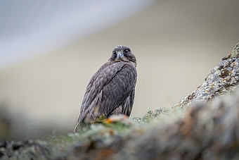 Трех соколов-балобанов изъяли из незаконного оборота в Алтайском крае