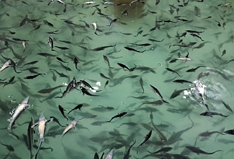 Центрально-Черноземное управление Росприроднадзора контролирует выпуск мальков стерляди в р. Дон в Воронежской области