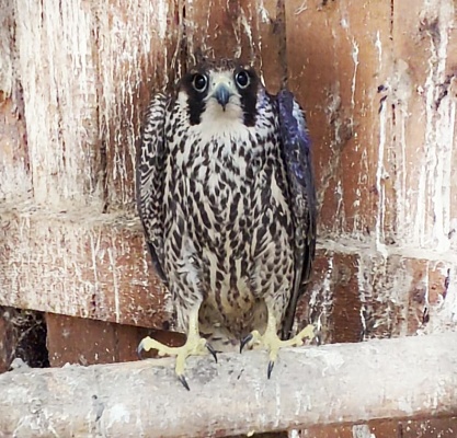 Росприроднадзор следит за состоянием сокола сапсана, который содержится в Центре «Холзан»