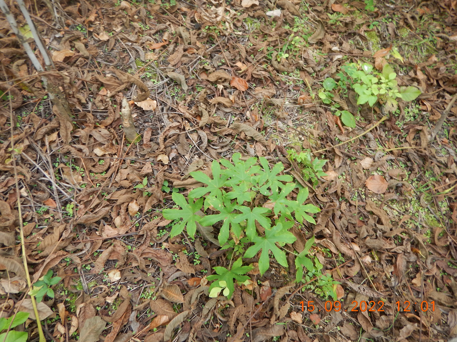 Инспекторы Дальневосточного управления Росприроднадзора провели контроль за состоянием изъятых краснокнижных растений